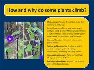 why some plants climb